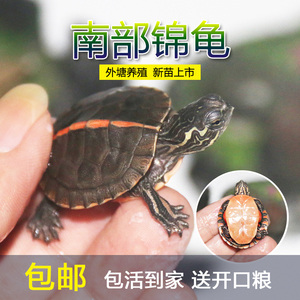 南部锦龟苗活体锦龟乌龟宠物西锦东锦观赏玩具活物南锦火焰冷深水