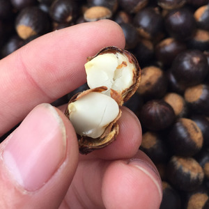 00千河星牌淘宝山河星坚果圆锥园锥栗生态锥栗山椎米椎锥子果勾圆子