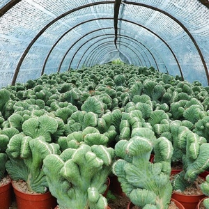 五指山仙人掌趣味五指山多肉植物桌面美观花卉盆栽绿植盆景防辐射