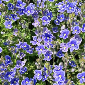 花叶石蚕叶婆婆纳 花苗地被开花植物草本耐热庭院阳台垂吊花盆栽