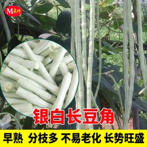 银白豇豆种子特长豆角种籽白条八月白长豆角爬藤农家高产蔬菜种孑