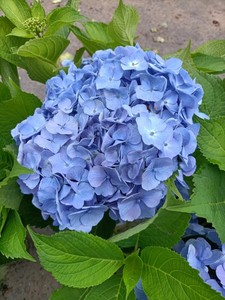 今日新品 无尽夏琉璃 带花苞绣球 一加仑原盆原土发货