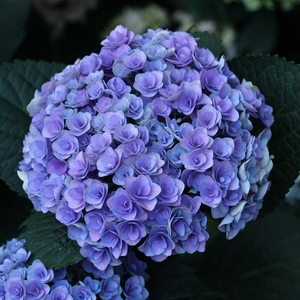 带花苞妖精之吻绣球 1加仑的原盆原土发货