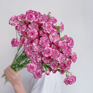 素描质感紫边多头康乃馨鲜花云南昆明直发家用办公插花水养节日送