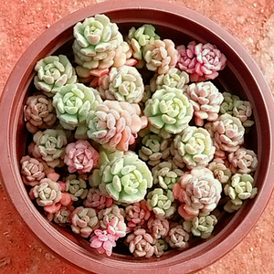 多肉植物春之奇迹群生多头组合盆栽绿植愿意四季花卉云南新款好养