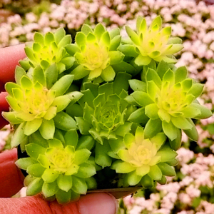 多肉植物彩色草莓卷娟多头老桩组合盆栽云南新款稀有贵货室内大棵