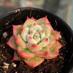 00zhoufangyy淘宝群生多肉植物ak玛利亚多肉一物一拍阳台肉肉植物ak