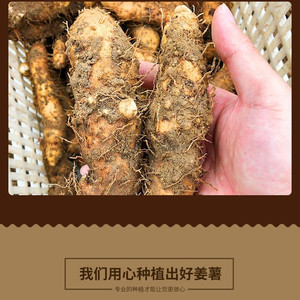 正宗潮汕姜薯新鲜包邮揭阳棉湖姜芡现挖自种自销甜汤小吃