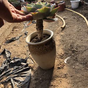 卢浮宫老粗桩新手好养多头大棵精品稀有多肉萌肉花卉一物一拍