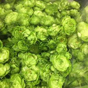 fafar 鲜花 国产a级多头玫瑰 rose 绿闪电 甜蜜派 婚礼祝福 花艺