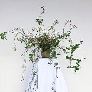 fafar 国产野蔷薇果 枝果材 插花花艺搭配 婚礼商务家庭 花环骨架