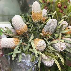 fafar鲜花 南非进口原色新鲜班克木 佛塔可做干燥花材广州鲜切花