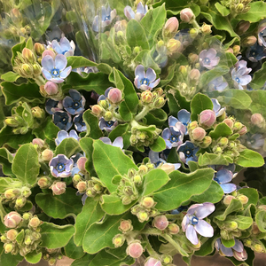 fafar鲜花 真花 国产 蓝星花 天蓝尖瓣木 琉璃唐绵 祝福礼物 广州