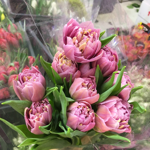 粉色重瓣郁金香