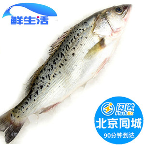 北京闪送海鲈鱼大连海鲈鱼约750g-800g条袋装新鲜海鲜冰冻花鲈鱼