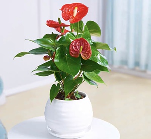 红掌盆栽大盆四季净化空气花卉绿植除甲醛室内好养室上海同城速递
