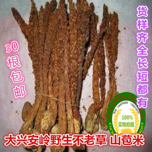 东北野生大兴安岭不老草 山苞米泡酒列当草苁蓉 药材30根包邮