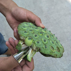 剥莲蓬剥老豆神器拨小龙虾开心果蚕豆松子剥壳器坚果工具铁指甲套