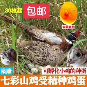 七彩山鸡受精种蛋新鲜山鸡蛋出壳率高山鸡种蛋30起枚包邮