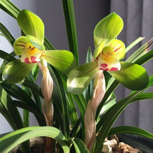 春兰大团圆兰花苗盆栽花卉绿植浓香正品名贵荷瓣花苞铭品兰花盆景