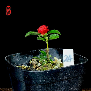 日本原生【八重咲长寿梅】重瓣长寿梅 满38包邮