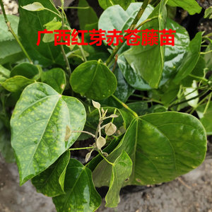 广西红芽赤苍藤苗 龙须菜苗 姑娘菜苗 5棵起包邮