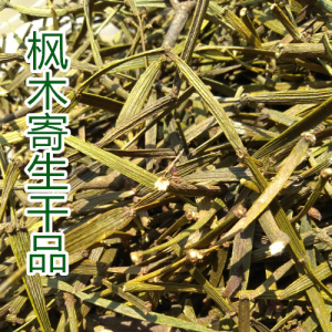 枫树寄生枫木寄生风shi骨痛一斤