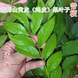 山黄皮叶子新鲜鸡皮果叶子(带梗)广西香叶牛肉