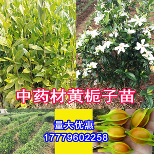 江西高产栀子花中药材食用色素野生盆地栽大小叶黄枝子黄栀子树苗