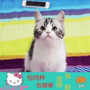 美短虎斑加白