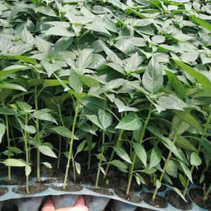 指天辣椒苗朝天椒五彩七彩椒小米椒秧苗四季种植食用蔬菜阳台盆栽