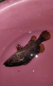 00t_1512707967996_017淘宝【野采波纹鳜】波纹鳜鱼斑鳜长体鳜暗鳜