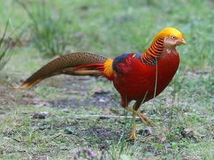 红山鸡种蛋受精蛋 小型观赏鸡红山鸡红腹山鸡蛋可孵化(5枚包邮)