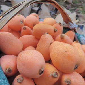 米易高山枇杷 早钟长红纯甜枇杷当季产地直发5斤【莫名欢喜果园】