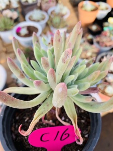 绿体仙女杯苹果叶棒叶群生乌木缀化拇指橙梦露阿尔比弗洛雪山多肉