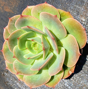 露养多肉植物清棚基地直发客厅阳台白雪公主新手推荐易养防辐射除