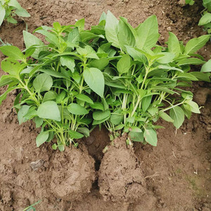 河南荆芥菜苗新鲜现摘现发带根荆芥苗盆栽带土发货