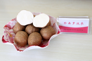 山东单县天祥罗汉参海门细皮香芋香芋参【特大果5-6公分)500克