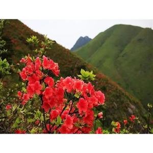 现挖野生农村上山西瓜红映山红盆栽树苗植物