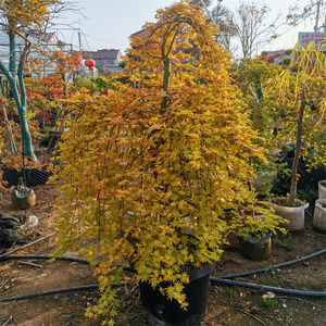 黄金流泉枫 日本进口枫树 瀑布枫 垂枝变色庭院别墅阳台花园 植物