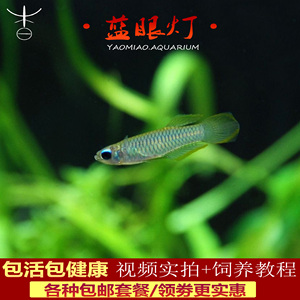 群游小型蓝眼灯鱼女王蓝眼灯鱼易饲养热带鱼宠物活体蓝灯鱼观赏鱼