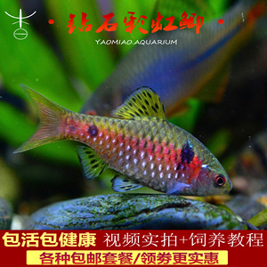 【钻石彩虹鱼】钻石彩虹鱼品牌,价格 - 阿里巴巴