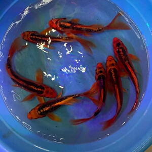 纯种德系红松叶龙凤锦鲤火凤凰活体鱼苗大部分地区满10元包邮包活