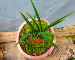 珍珠兰 室内绿植花卉观赏盆栽