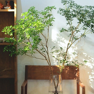 马醉木水培植物鲜切枝条树枝室内绿植日本吊钟树苗水养盆栽活树