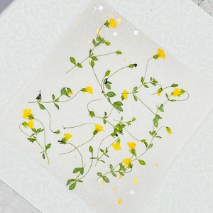 金莎草创意压花干花儿童手工植物标本滴胶押花真花贴画花瓣妆材料