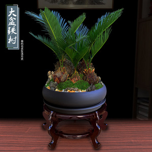 铁树礼品