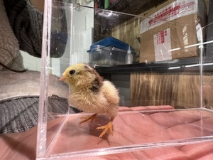 洁洁jiejie369淘宝长尾鸡活体白长尾黑长尾三彩长尾鸡活鸡仔观赏鸡