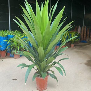 大型绿植盆栽青叶巴西铁直板也门铁树商超室内绿植客厅除甲醛植物