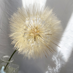 yoyo花花世界新品稀有网红香蒲棒鲜花 蒲公英花瓶插花可做干花